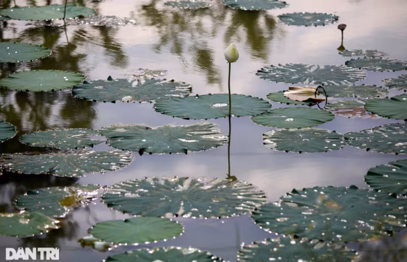 "Dáng đứng" của một bông hoa sen trắng dưới ánh hoàng hôn.