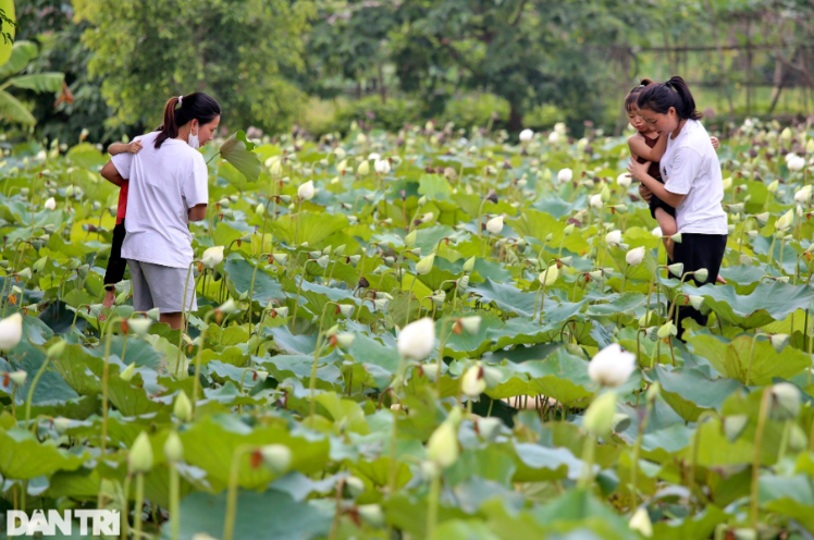 Lượng khách tới đây trung bình khoảng 20-30 người/ngày, dịp cuối tuần có thể nhiều hơn bao gồm cả các nhiếp ảnh gia đến tham quan chụp ảnh. Chiếm số đông tại đầm sen trắng là giới trẻ, nhất là các bạn nữ yêu thích thiên nhiên. Giá vé vào cửa là 50/người.