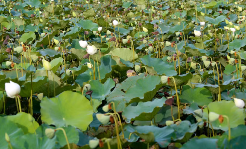 Việc chăm sóc sen trắng kỳ công và mất thời gian hơn so với sen hồng. Anh Thọ chủ đầm sen cho biết ban đầu chỉ có ý định trồng để thu hoạch hoa đem bán, nhưng sau thấy nhiều người có nhu cầu chụp ảnh, nên đã mở rộng kinh doanh dịch vụ chụp ảnh sen tại vườn.