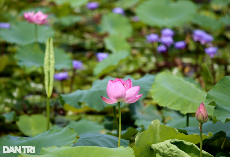 Với ưu thế về kiến thức chuyên ngành nông nghiệp, các giống sen ở đây đều phát triển rất đẹp, và lai tạo được thêm nhiều giống mới độc, lạ. Trong số 167 loài sen hiện có tại đây, chiếm số lượng lớn 112 loại là sen Việt Nam. Quản lý trung tâm, anh Lã Tiến Hiệp cho biết đang trồng và bảo tồn các loài sen quý của Việt Nam và thế giới, từ sen của Đồng Tháp, Củ Chi, Huế cho tới các loại sen Trung Quốc, châu Á, Australia.