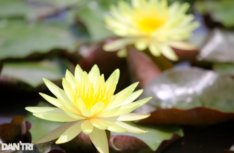 Cùng với hoa sen, hoa súng được xem là loài hoa đẹp bậc nhất trong thế giới thủy sinh. Hoa súng có nhiều hình dạng, đa màu sắc, hương thơm thanh khiết mà bay xa.