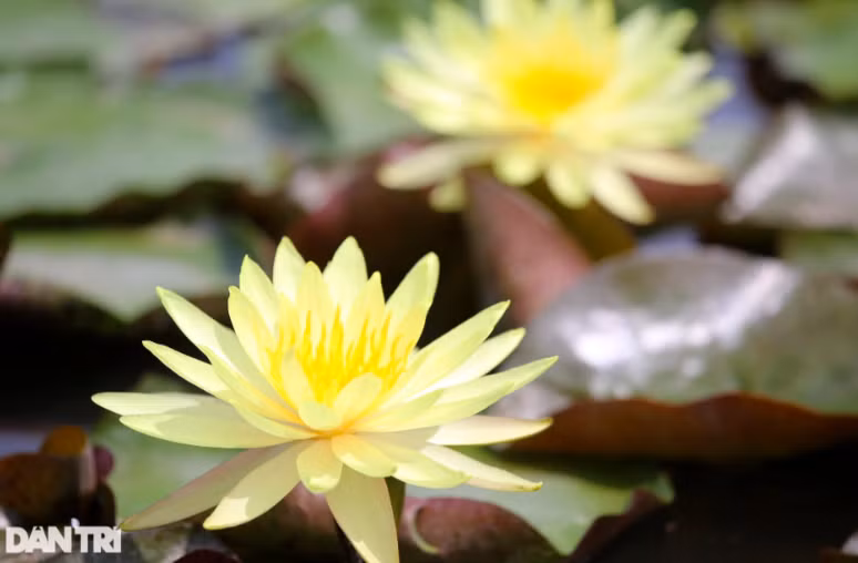 Cùng với hoa sen, hoa súng được xem là loài hoa đẹp bậc nhất trong thế giới thủy sinh. Hoa súng có nhiều hình dạng, đa màu sắc, hương thơm thanh khiết mà bay xa.