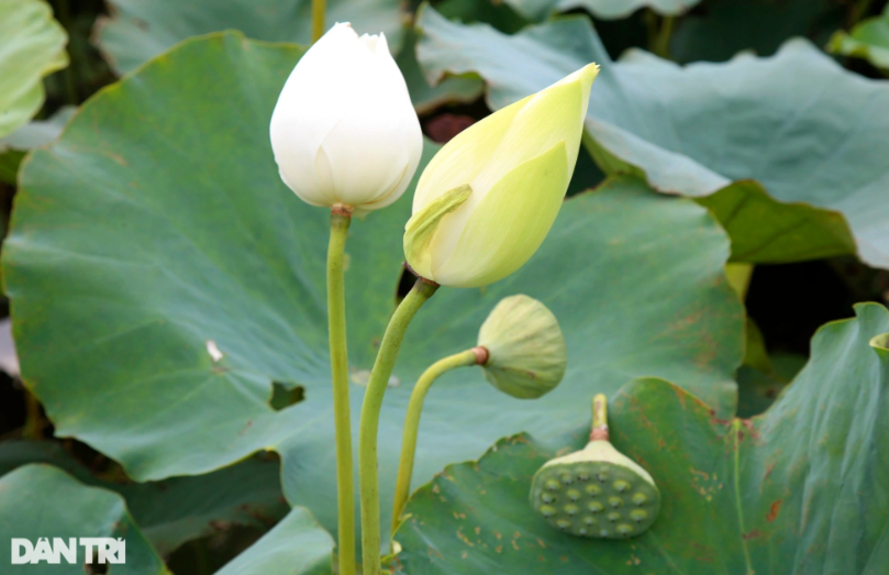 Sen trắng còn có tên gọi là Bạch Liên, biểu tượng của sự thanh cao. Riêng với sen trắng, đẹp nức tiếng phải kể đến 5 dòng sen cổ của Huế.