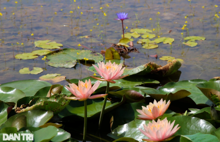 Màu sắc đa dạng của hoa súng.