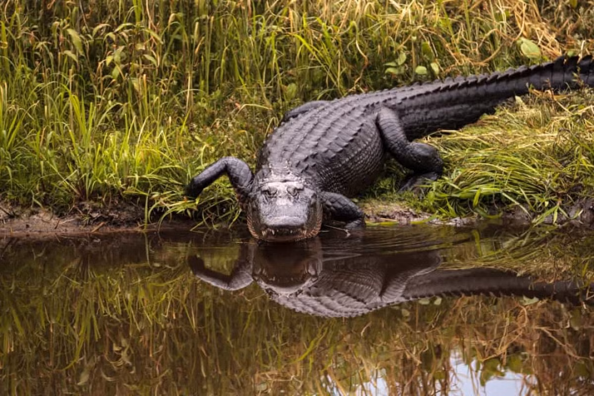 Cá sấu mõm ngắn Mỹ sẽ không thể mọc lại xương hoặc cơ xương, nhưng chúng có thể mọc lại sụn, mô liên kết và da.