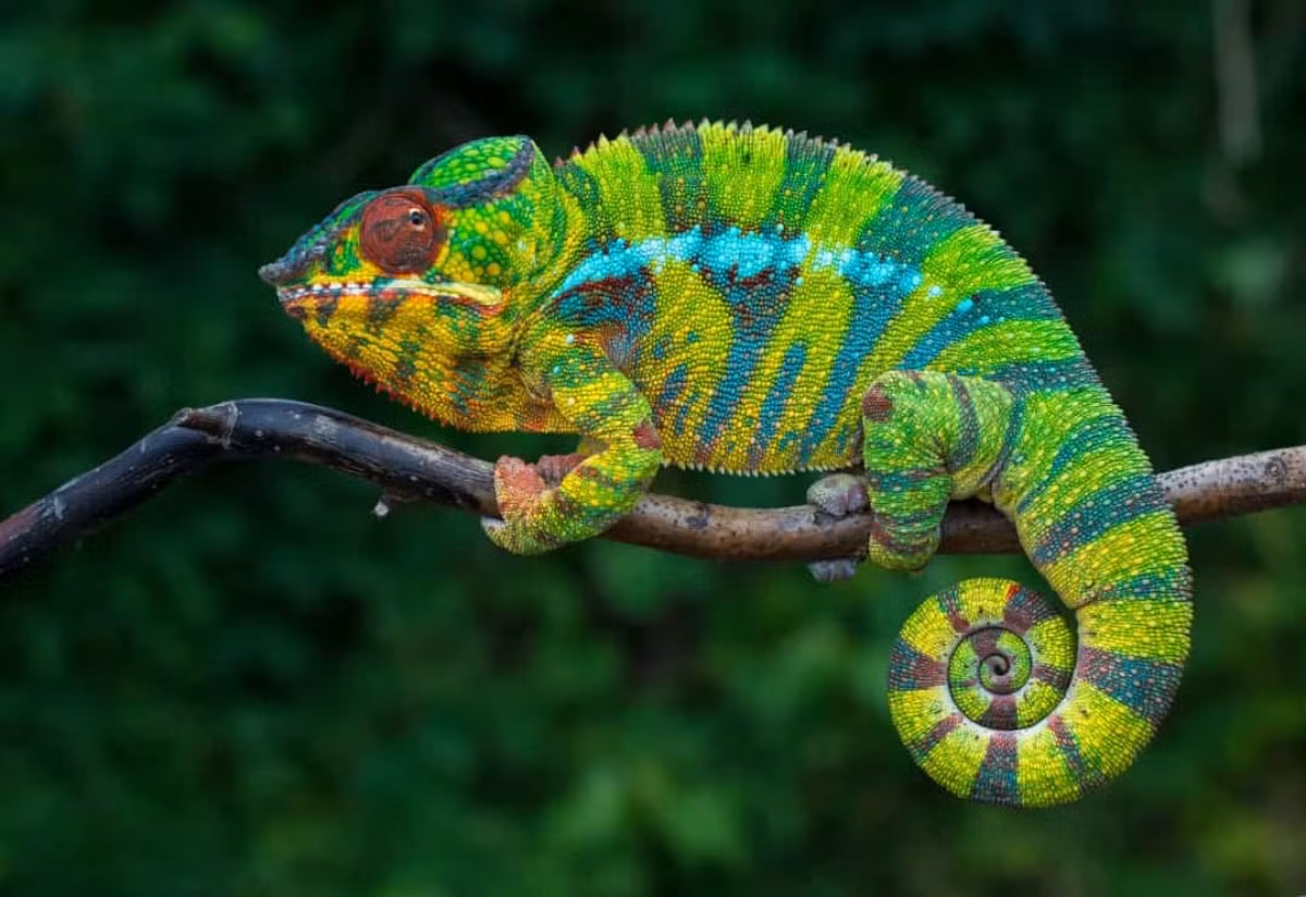 Tắc kè không chỉ có thể thay đổi màu sắc mà còn có thể mọc lại các chi và đuôi.