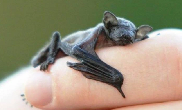 Phat hien loai dong vat co vu nho nhat the gioi, nang 2 gram