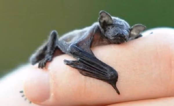 Phat hien loai dong vat co vu nho nhat the gioi, nang 2 gram