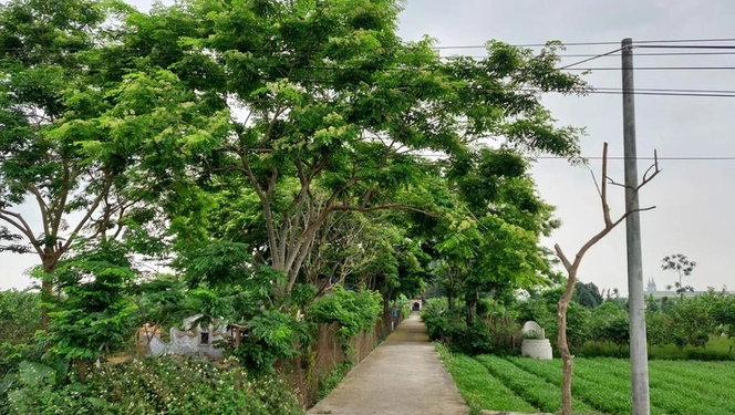 Cả làng trồng loại gỗ đắt như vàng, nuôi đàn chó dữ canh kho báu Ca lang trong loai go dat nhu vang, nuoi dan cho du canh kho bau