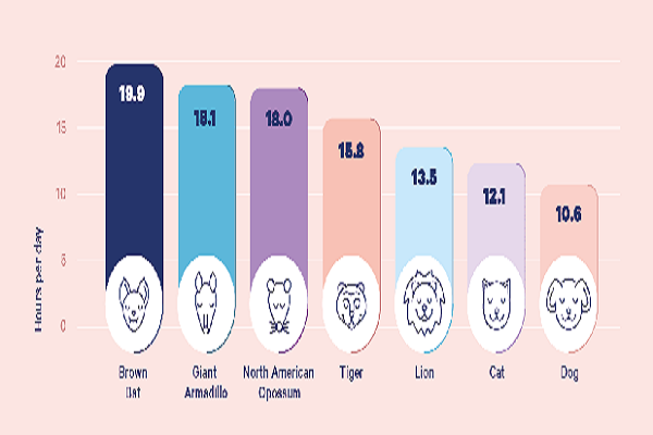 Dong vat ngu nhu the nao? Thoi quen ngu cua cac loai khac nhau sao?-Hinh-2