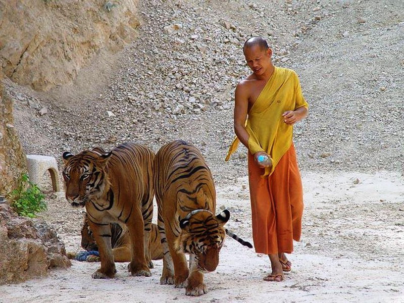 Ngoi chua ky thu khien ho cung phai... an chay-Hinh-2