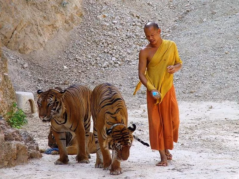 Ngoi chua ky thu khien ho cung phai... an chay-Hinh-2