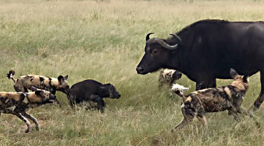 Dang cap cua cho hoang, tho san so 1 vung hoang da chau Phi