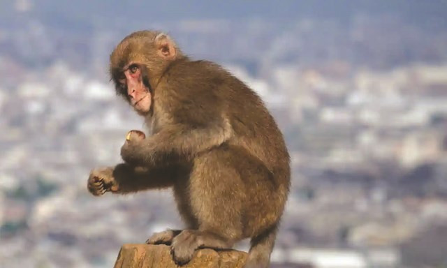 Lu khi dan di chui vao nha dan, tan cong 42 nguoi