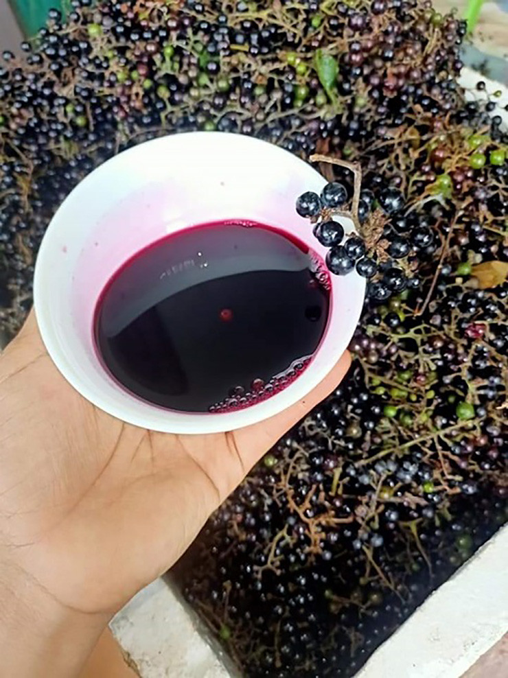 Trên chợ mạng, nho rừng được nhiều người rao bán với giá từ 120.000 -180.000 đồng/kg. Thậm chí có người còn ngâm nho với đường rồi bán với giá 350.000 đồng/hộp 5 lít