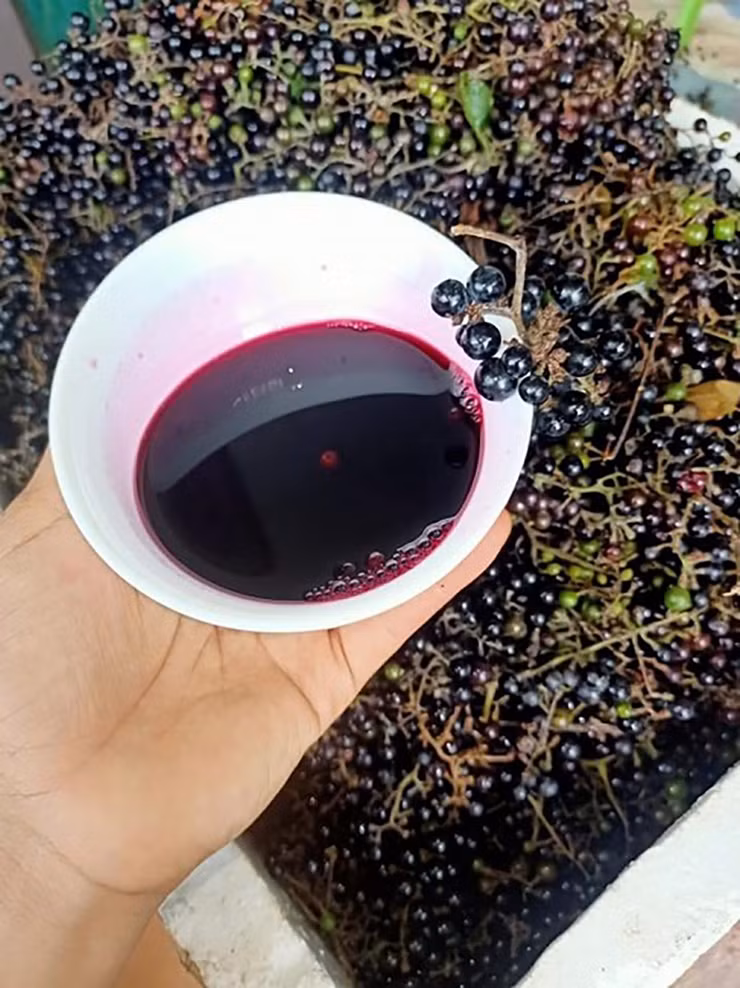 Trên chợ mạng, nho rừng được nhiều người rao bán với giá từ 120.000 -180.000 đồng/kg. Thậm chí có người còn ngâm nho với đường rồi bán với giá 350.000 đồng/hộp 5 lít