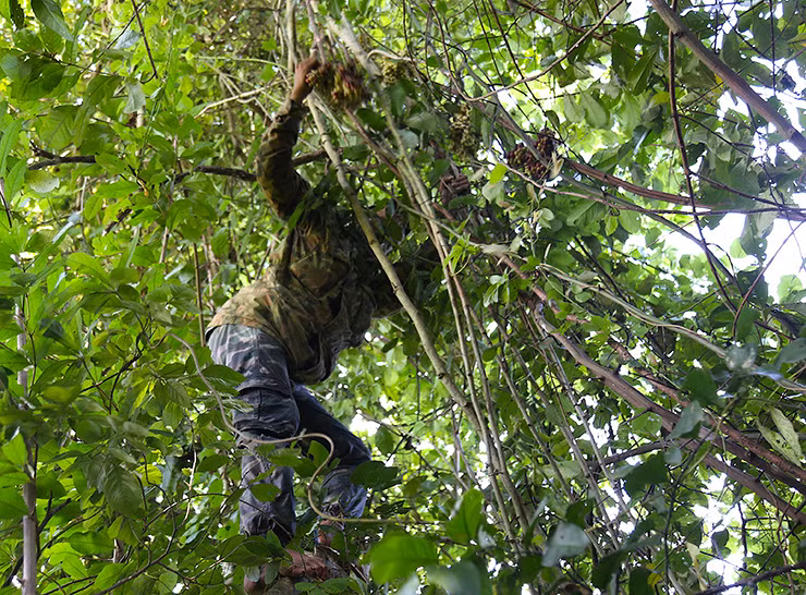 Tháng 8 đến tháng 11 dương lịch hàng năm, từng chùm nho rừng lúc lỉu, chín rực trên cành cây