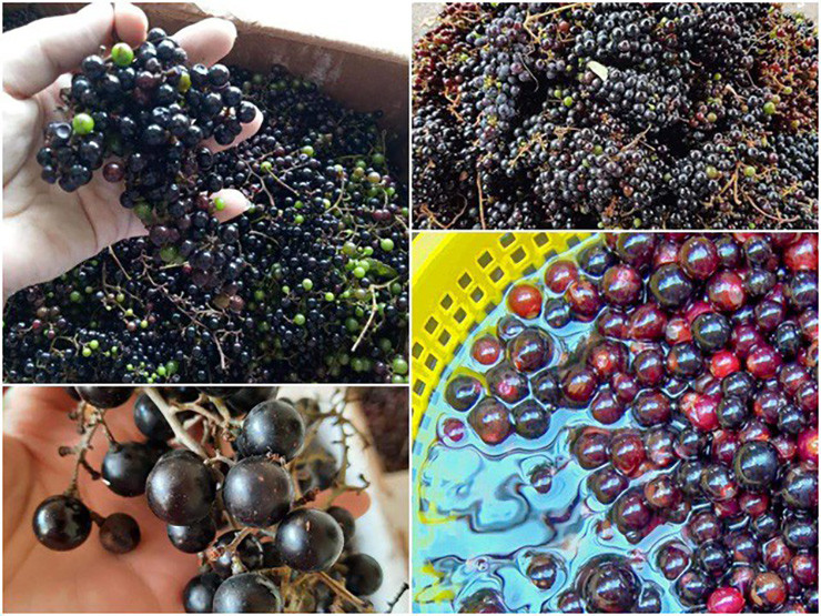 So với nho Ninh Thuận, nho rừng bé bằng 1/2, vỏ dày hơn, ăn cũng không ngọt bằng nhưng có vị đặc trưng