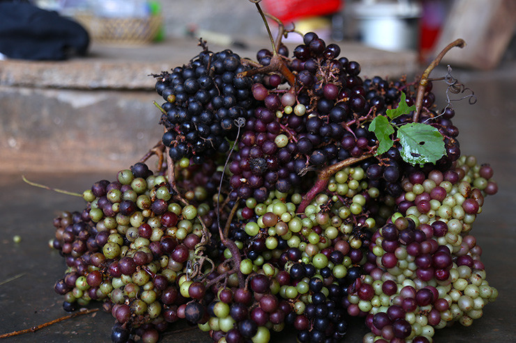Một chùm nho rừng nặng từ 0,3-0,7 kg, quả bé chỉ bằng đầu đũa, màu tím sẫm, mọng nước, căng tròn