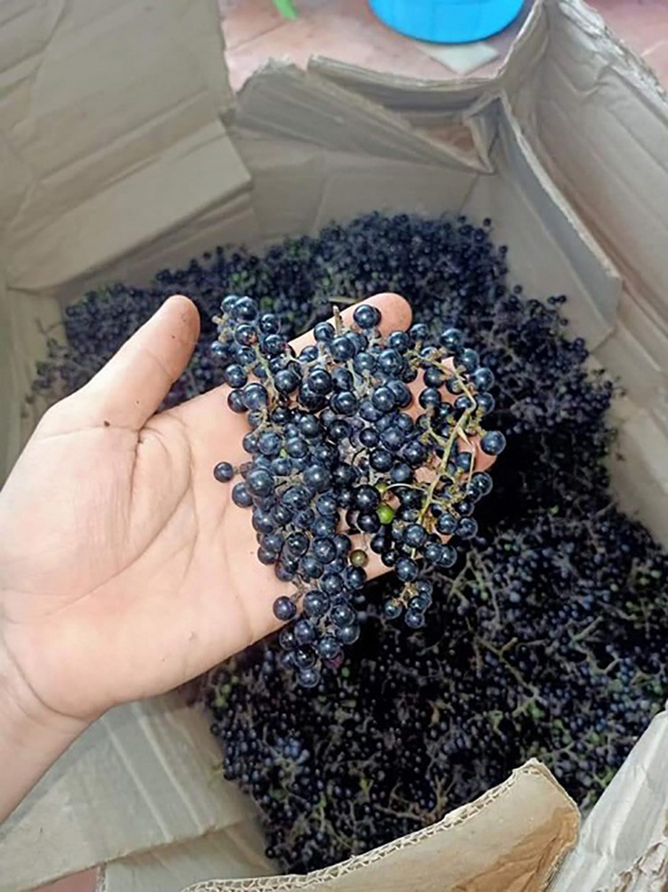 Loại quả này mua tận nơi chỉ vài chục 1 kg nhưng chúng dễ bị hỏng, thối, khó vận chuyển và không bảo quản được lâu nên khi về đến Hà Nội giá đội lên cao.