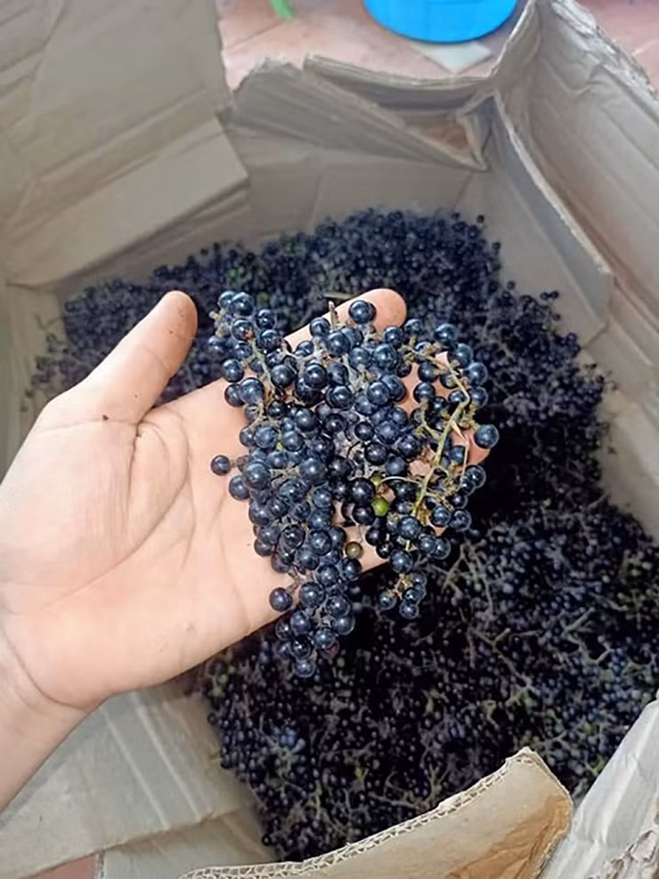 Loại quả này mua tận nơi chỉ vài chục 1 kg nhưng chúng dễ bị hỏng, thối, khó vận chuyển và không bảo quản được lâu nên khi về đến Hà Nội giá đội lên cao.