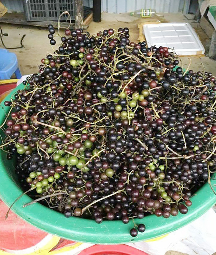 Nhận thấy giá trị kinh tế của loại quả dại này, gần đây có nhiều người mang về trồng trong vườn nhà, mỗi dây nho rừng trưởng thành dài khoảng 20 mét sẽ cho thu hoạch khoảng 50kg quả