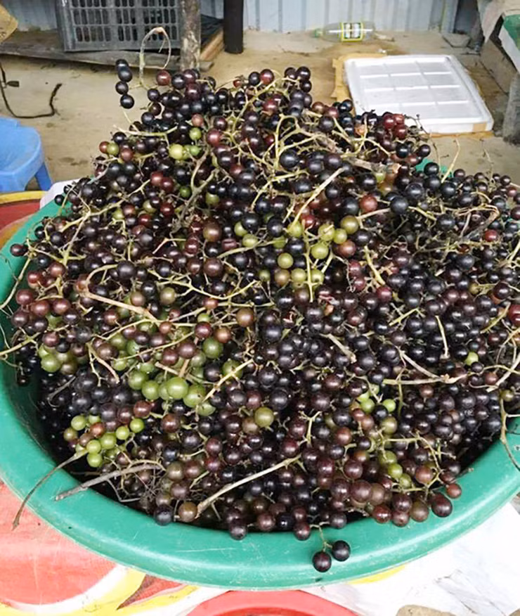 Nhận thấy giá trị kinh tế của loại quả dại này, gần đây có nhiều người mang về trồng trong vườn nhà, mỗi dây nho rừng trưởng thành dài khoảng 20 mét sẽ cho thu hoạch khoảng 50kg quả