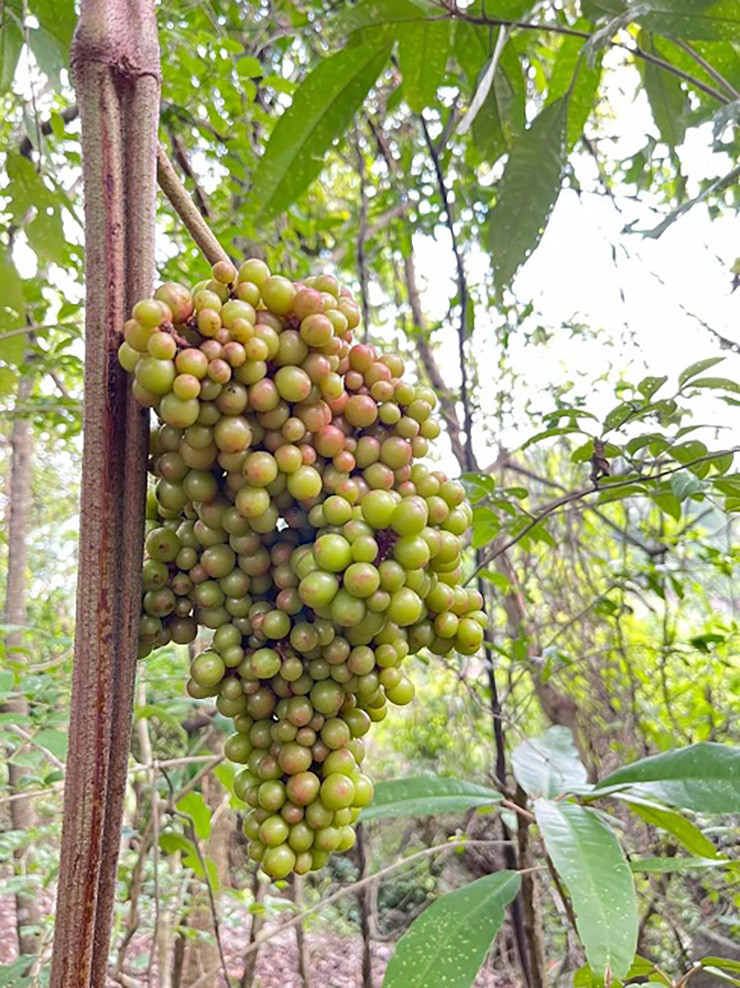 Cây nho rừng thuộc cây dây leo có sức sống mãnh liệt, mùa khô nó co mình lại, mùa mưa phát triển tốt tươi và đơm bông kết trái