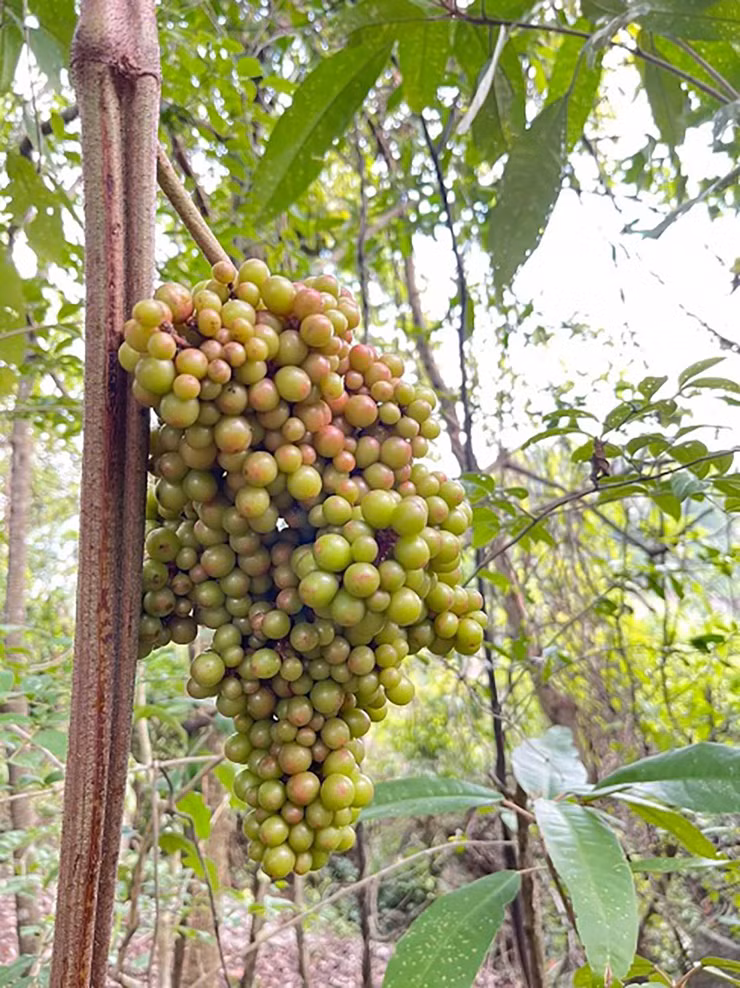 Cây nho rừng thuộc cây dây leo có sức sống mãnh liệt, mùa khô nó co mình lại, mùa mưa phát triển tốt tươi và đơm bông kết trái