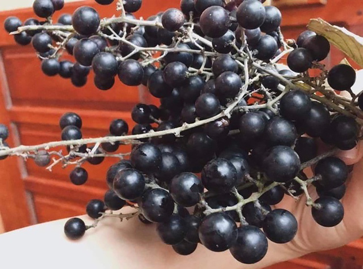 Theo 1 số tài liệu, trái nho rừng có lợi cho sức khỏe, giúp an thần, dễ ngủ, cùng với đó là công dụng chống lão hóa, hỗ trợ điều trị các bệnh về mắt, bệnh tim, phổi...