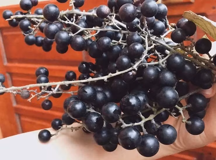 Theo 1 số tài liệu, trái nho rừng có lợi cho sức khỏe, giúp an thần, dễ ngủ, cùng với đó là công dụng chống lão hóa, hỗ trợ điều trị các bệnh về mắt, bệnh tim, phổi...