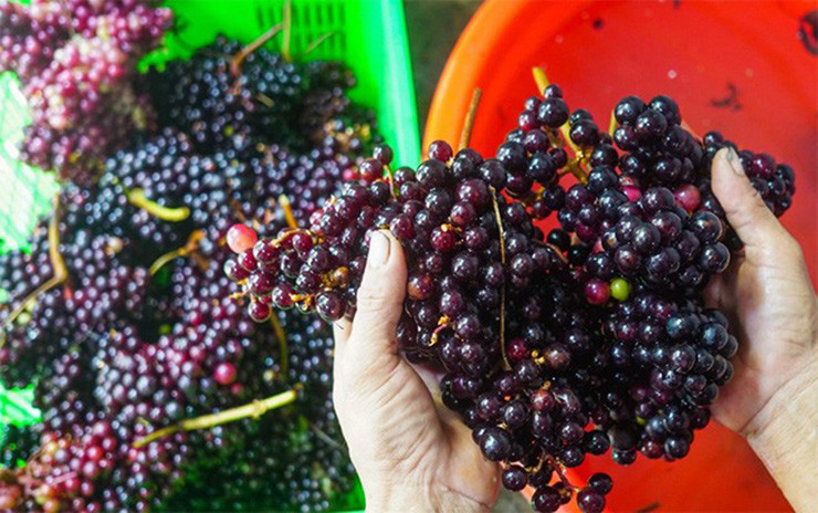 Trước đây, loại quả này chín đầy bìa rừng nhưng không ai ngó ngàng, một số người dân đi rừng thử thì thấy chua và chát, ngứa đầu lưỡi và cuống họng