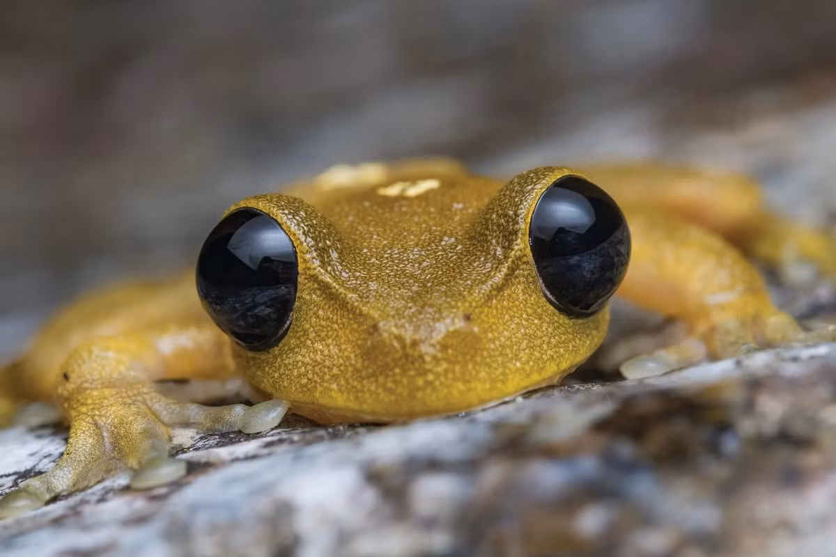 Một loài ếch cây Australia ở Mossman, bang Queensland, Australia.