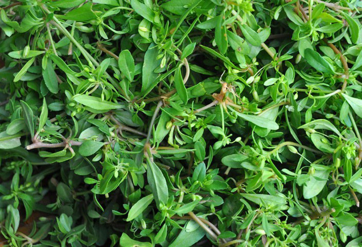 Nó có vị đắng nên nhiều người không thích