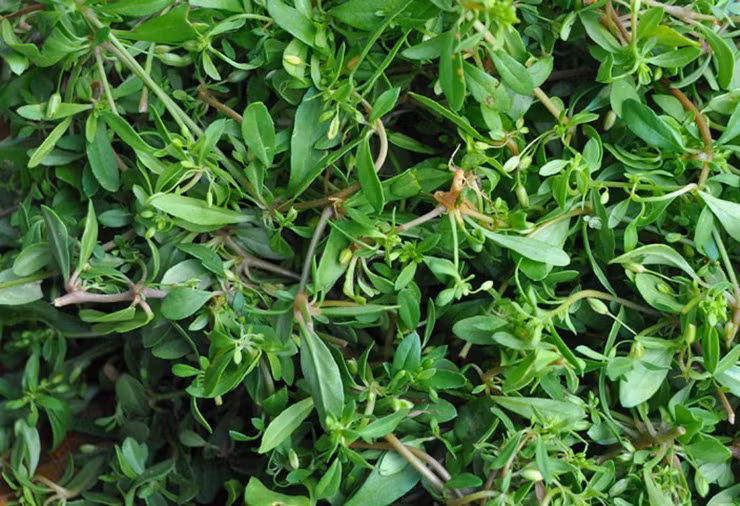 Nó có vị đắng nên nhiều người không thích