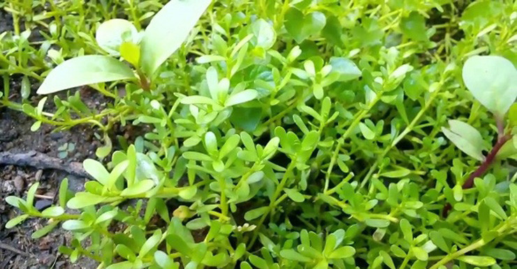 Trước đây, rau đắng biển không có giá trị, những món ăn từ rau đắng biển xuất hiện trong bữa cơm nhà nghèo của người dân