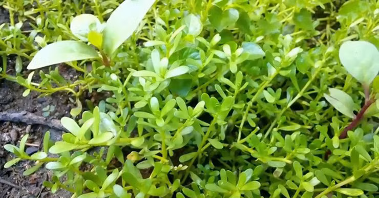 Trước đây, rau đắng biển không có giá trị, những món ăn từ rau đắng biển xuất hiện trong bữa cơm nhà nghèo của người dân