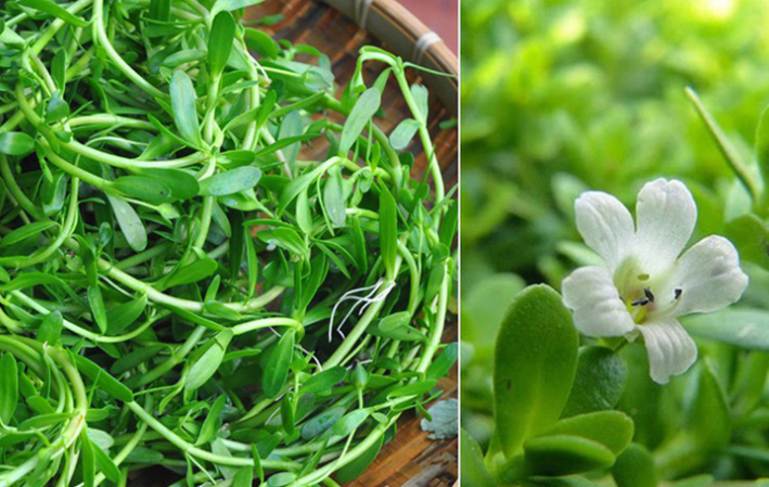 Mỗi hầm rau đắng biển cắt liên tục 3 ngày. Mỗi ngày thu hoạch 100 kg rau, thương lái vào tận nhà thu mua.