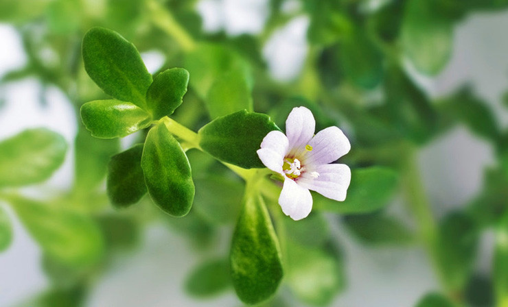 Loại rau này mọc hoang dại trong tự nhiên, ưa sống ở môi trường ẩm ướt, mọc nhiều ở kênh, suối, cửa sông