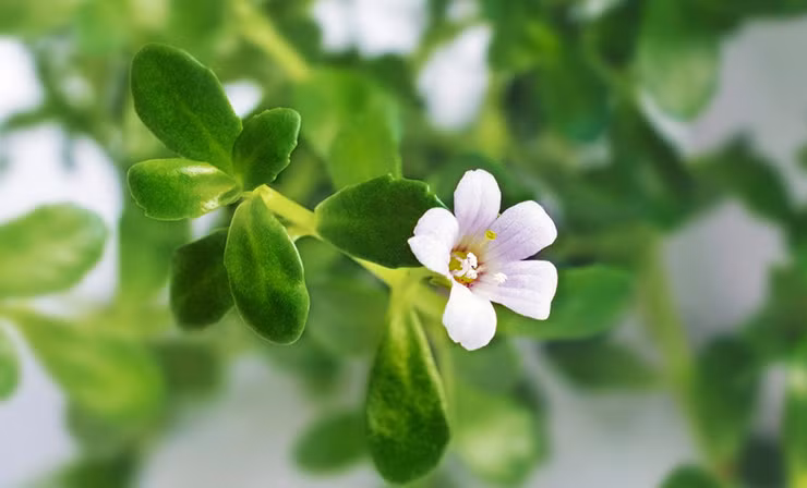 Loại rau này mọc hoang dại trong tự nhiên, ưa sống ở môi trường ẩm ướt, mọc nhiều ở kênh, suối, cửa sông