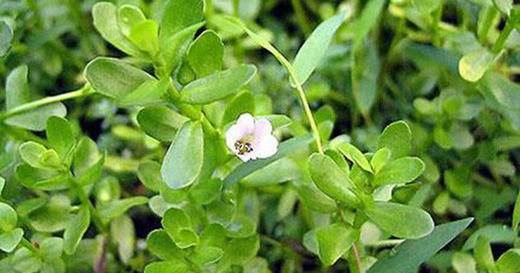 Ở Việt Nam, loại rau này có nhiều ở các tỉnh đồng bằng Sông Cửu Long