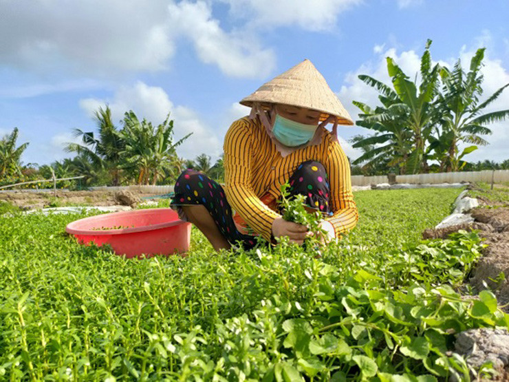 Chị Võ Thị Út, khóm 3, phường Tân Thành, thành phố Cà Mau chia sẻ để rau đắng phát triển tốt và non thì người trồng rau cần làm đất kỹ. Bố trí hầm trồng rau có độ sâu khoảng 40 cm, lót cao su bên dưới và bơm bùn non vào trước khi trồng.