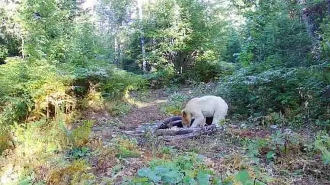 Gau toan than trang muot hiem co xuat hien o My