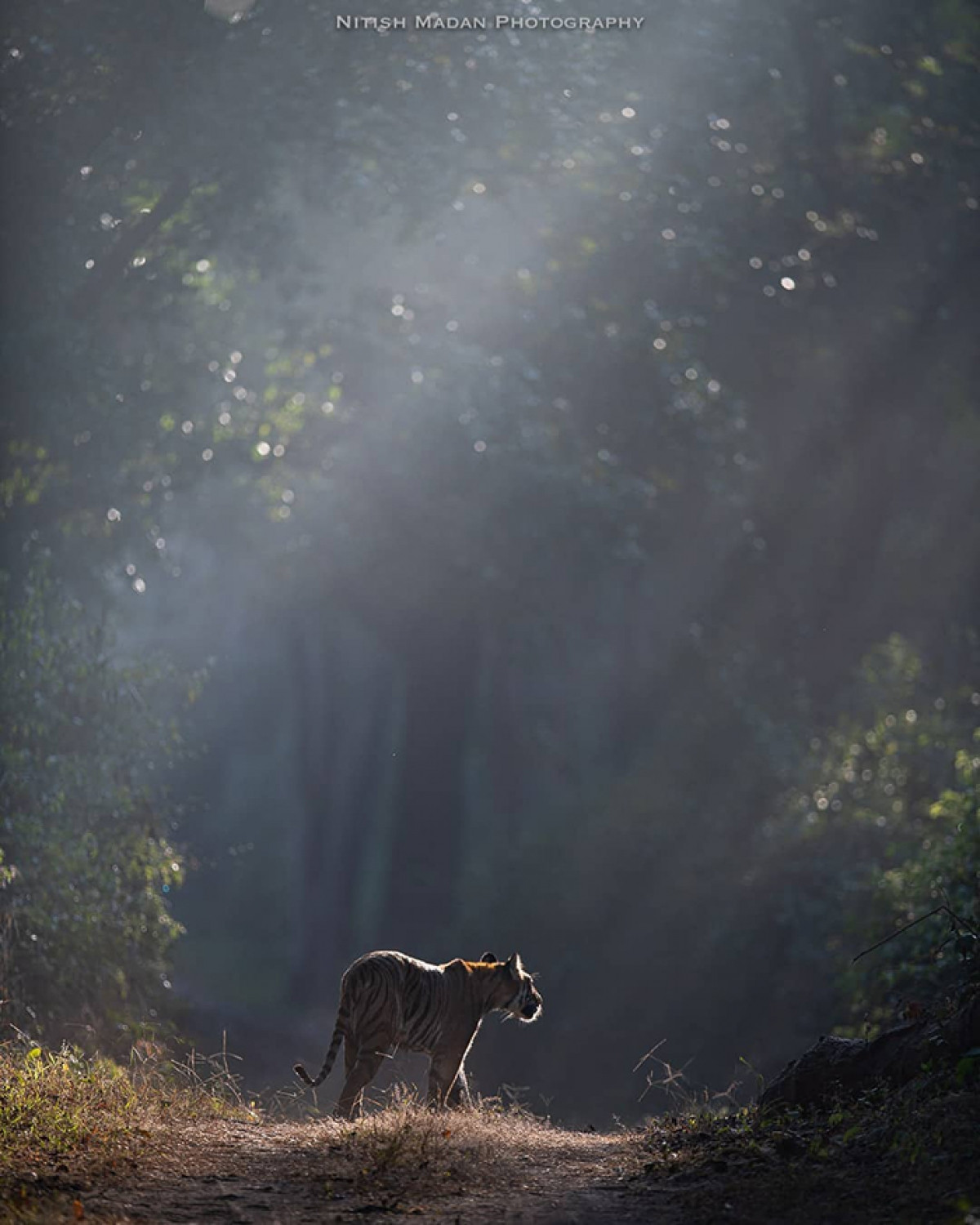 Những bức ảnh Nitish ghi lại trong Vườn Quốc gia Ranthambore ở Ấn Độ cho thấy những khoảnh khắc tự nhiên của chúa sơn lâm, từ dáng vẻ oai hùng của chúa tể rừng xanh nhưng cũng dễ tổn thương cho tới những giây phút bình yên và tinh nghịch.