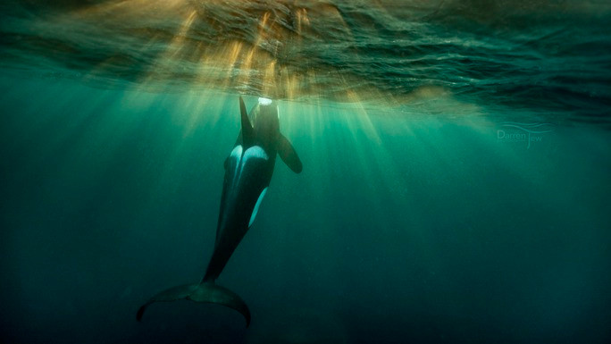 Sinh vat ma ca map cung so tan cong tau thuyen vi 