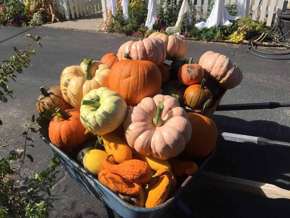 Cuoc song cua gia dinh 6 nguoi ben khu vuon day hoa va rau-Hinh-3