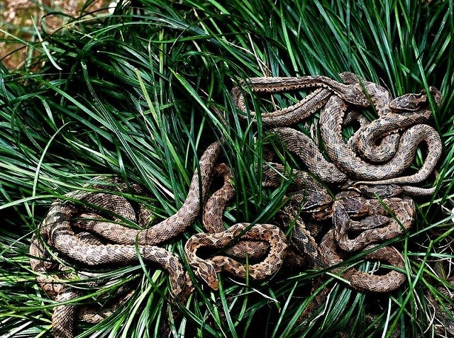 Brazil: Tìm hiểu đảo rắn độc - nơi không có người sinh sống - Hình 6 Brazil: Tim hieu dao ran doc - noi khong co nguoi sinh song-Hinh-6