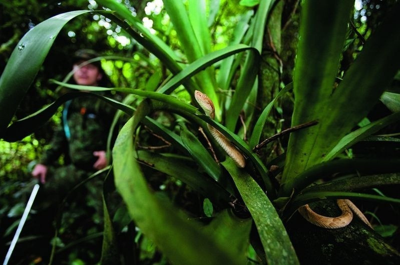 Brazil: Tìm hiểu đảo rắn độc - nơi không có người sinh sống - Hình 4 Brazil: Tim hieu dao ran doc - noi khong co nguoi sinh song-Hinh-4