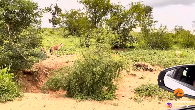 Noi khong mot loai dong vat dam co 