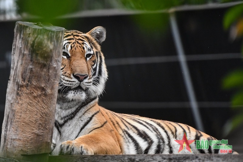 ũng theo chia sẻ của ông Lê Xuân Hồng, mỗi năm, trung tâm cứu hộ trên dưới 1.000 cá thể và hổ chỉ chiếm số ít. Dưới góc độ bảo tồn, tất cả loài động vật phải được đối xử công bằng như nhau vì mỗi loài chỉ có một sinh mạng duy nhất...!